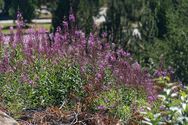 DSC_2162.jpg