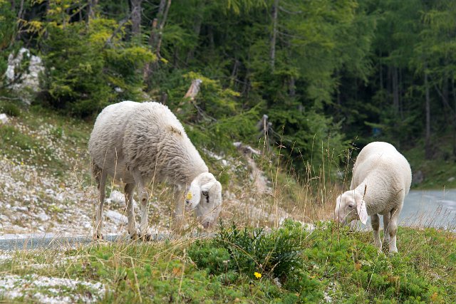 DSC_2232.jpg