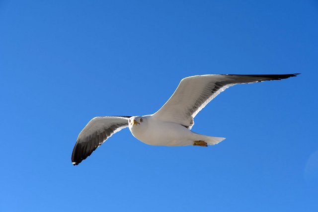 DSC_0957.jpg
