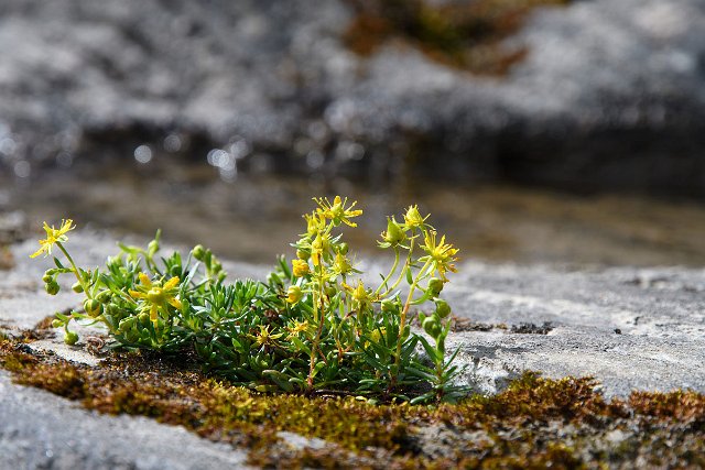 DSC_1306.jpg