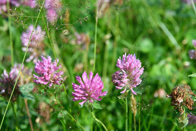 DSC_1486.jpg