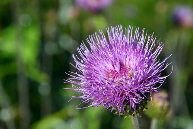 DSC_1508.jpg