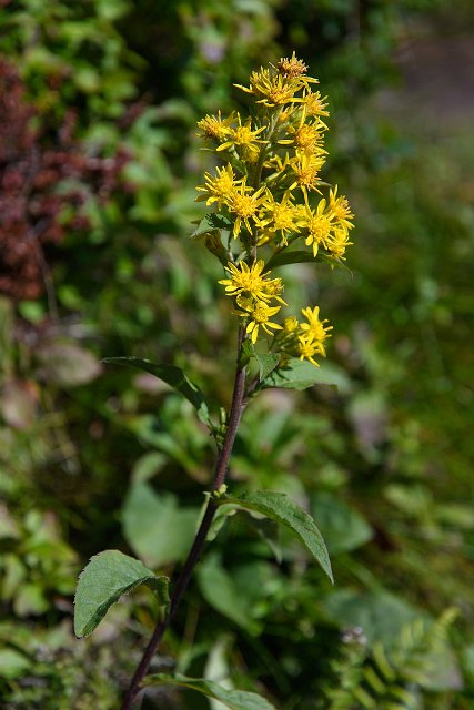 DSC_1569.jpg
