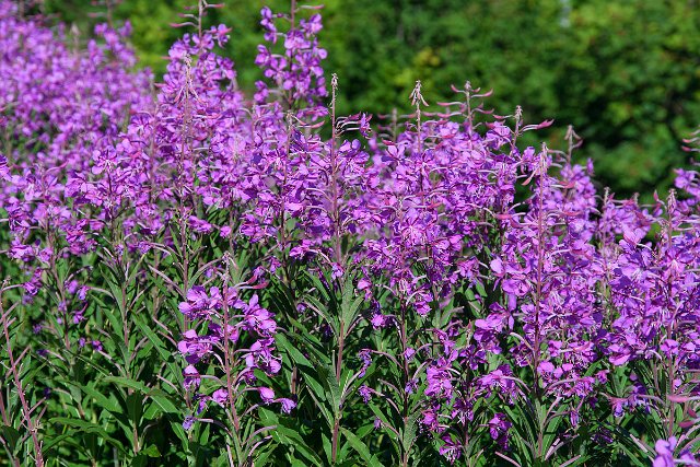 DSC_1608.jpg