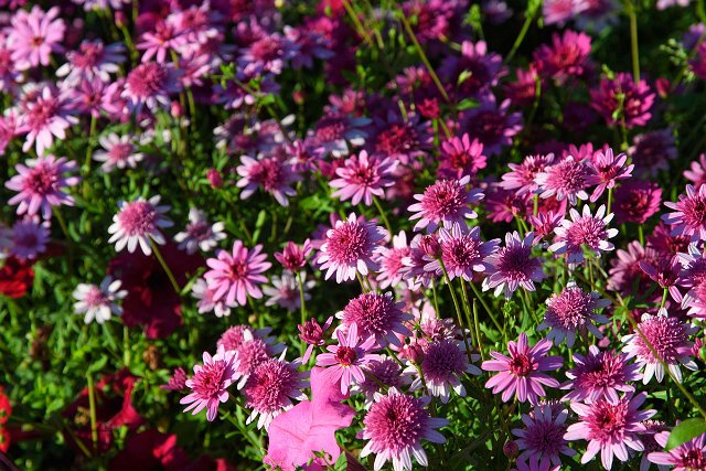 DSC_2200.jpg